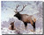 Elk Poster