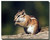 Least Chipmunk Poster