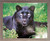 Framed Wall Decor Picture Black Leopard (Panther) Animal Wildlife Barnwood Art Print (19x23)