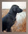 Hunting Animal Framed Wall Living Room Decor Black Labrador Dog Barnwood Picture Art Print (19x23)