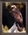 Impact Posters Gallery Golden Eagle Bird Wildlife Animal Home Barnwood Picture Art Print Framed Wall Decor (19x23)