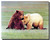 Nuzzling Grizzly Bears Poster