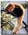 Red Panda Poster