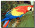 Macaw Parrot Bird Posters
