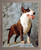 Framed Wall Decoration English Bull Terrier Dog Animal Barnwood Framed Picture Art Print (19x23)