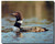 Common Loon Birds Poster