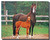 Morgan Mare and Foal Poster