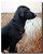 Black Lab Poster