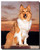 Collie Poster