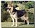 German Shepherd Standing Poster