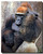 Lowland Gorilla Poster