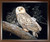 Framed Wall Decor Snow Owl Nature Animal Wildlife Mahogany Black Art Print Picture (20x24)