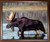 Impact Posters Gallery Large Moose Crossing Lake G Sanker Wild Animal Nature Mahogany Framed Wall Decoration Art Print Picture Poster