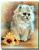 Green Eyed Fluffy Cat Poster