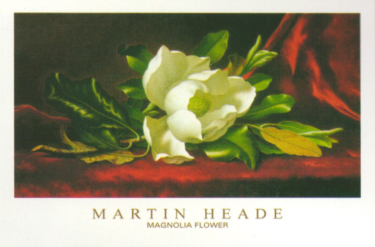 White Magnolia Flower Floral Grandiflora Fine Wall Decor Art Print Poster (16x20)