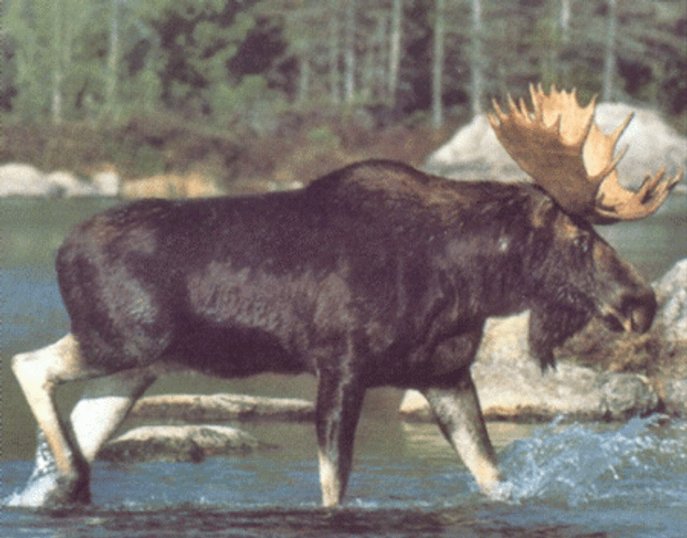 Alaskan Wild Moose Big Rack Crossing Lake Animal Wall Decor Art Print Poster (16x20)