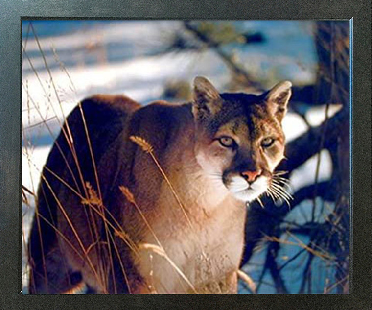 Wild Cougar in Snow Wildlife Animal Wall Decor Espresso Framed Picture Art Print (20x24)