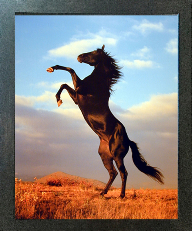 Wild Black Stallion Hore Rearing Animal Wall Decor Espresso Framed Picture Art Print (20x24)