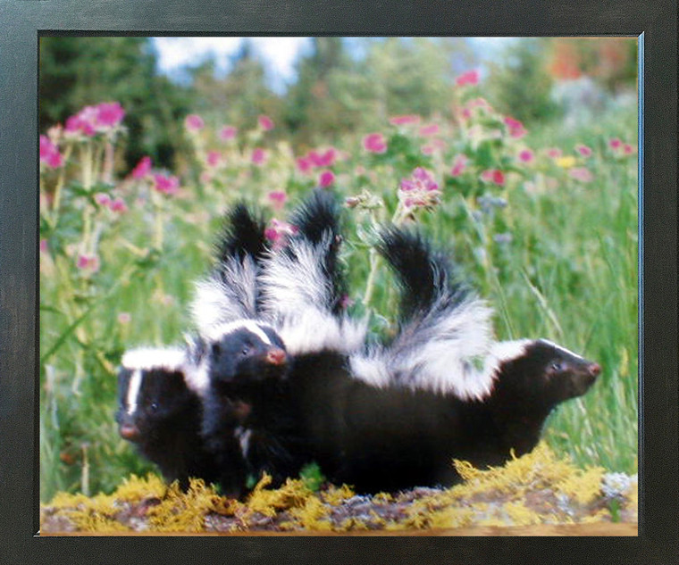 Striped Skunk Kids Wild Animal Wall Decor Espresso Framed Picture Art Print (20x24)