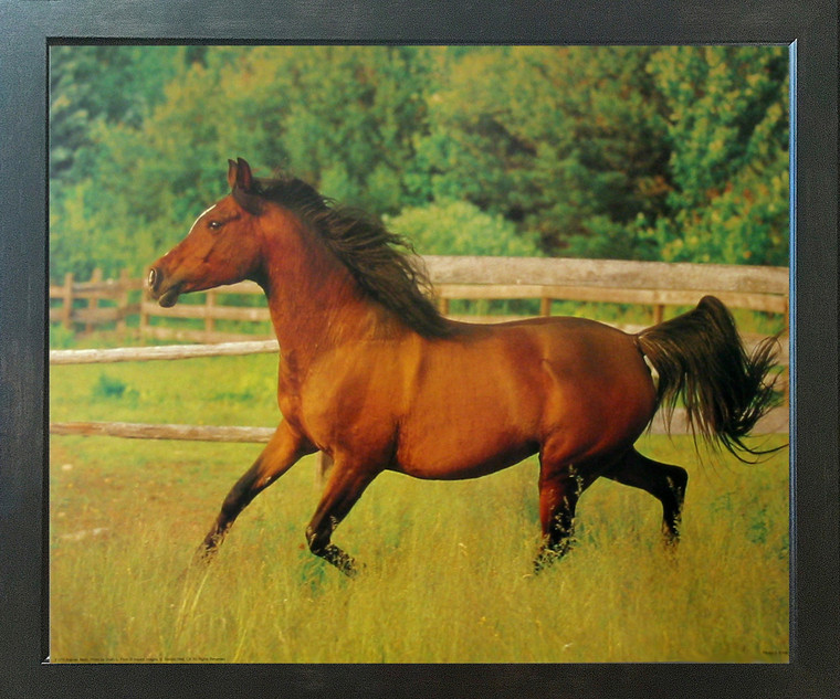 Running Arabian Mare Horse Wild Animal Wall Decor Espresso Framed Picture Art Print (20x24)