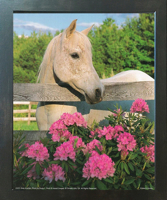 White Morgan Mare Horse with Flowers Wall Decor Espresso Framed Picture Art Print (20x24)