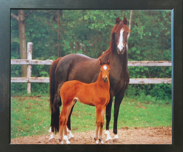 Arabian Mare and Foal Horse Farm Animal Wall Decor Espresso Framed Picture Art Print (20x24)