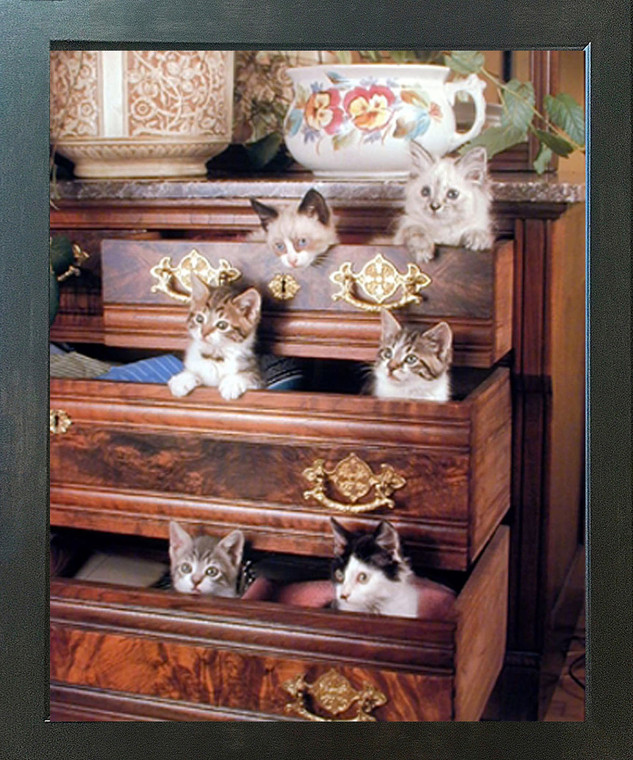 Funny Cat Kittens in Drawers Cute Animal Wall Decor Espresso Framed Picture Art Print (20x24)