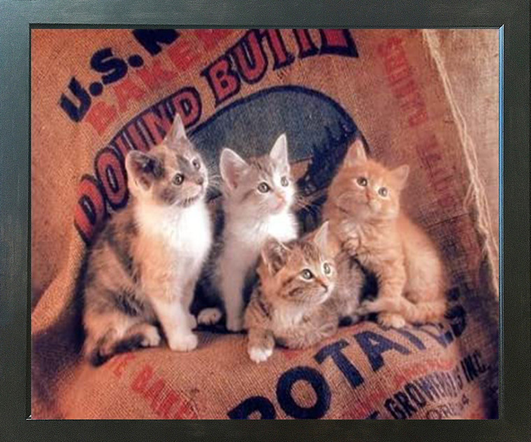 Gunnie Sack Cute Kittens Funny Cat Kids Room Animal Wall Espresso Framed Picture Art Print (20x24)