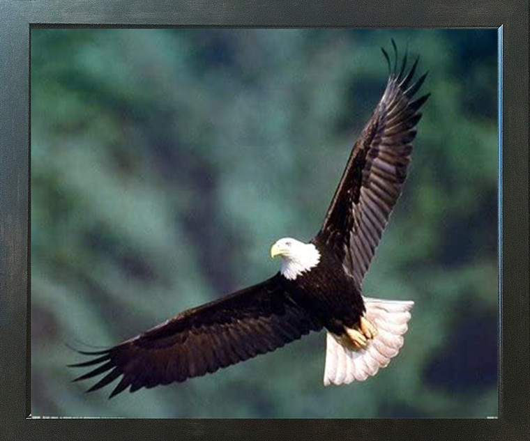 Bald Eagle Flying Bird Motivational Wildlife Animal Wall Decor Espresso Framed Picture Art Print (20x24)
