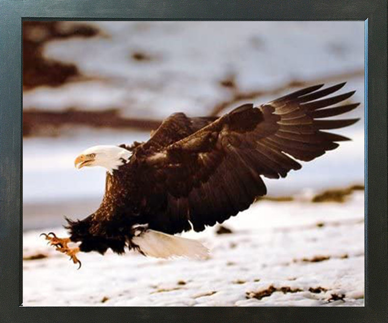 Bald Eagle Landing Wild Bird Home Decor Wall Decor Espresso Framed Picture Art Print (20x24)