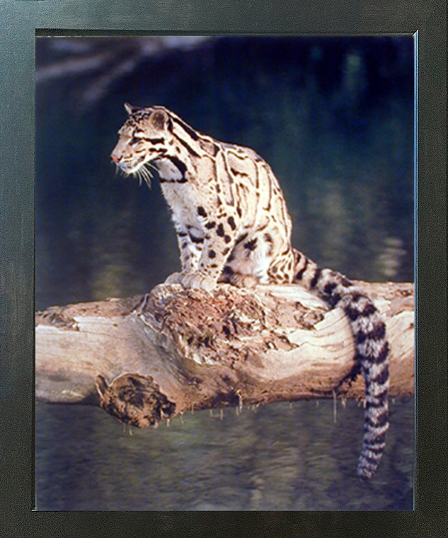 Snow Leopard Exotic Big Cat Wildlife Animal Wall Decor Espresso Framed Picture Art Print (20x24)