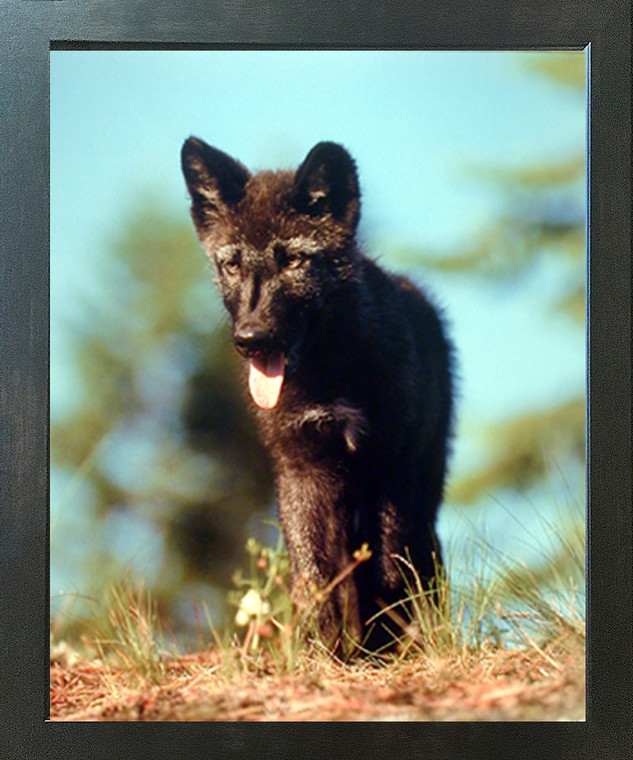 Gray Wolf Pup Wild Anaimal Nature Wall Decor Espresso Framed Art Print Picture (20x24)