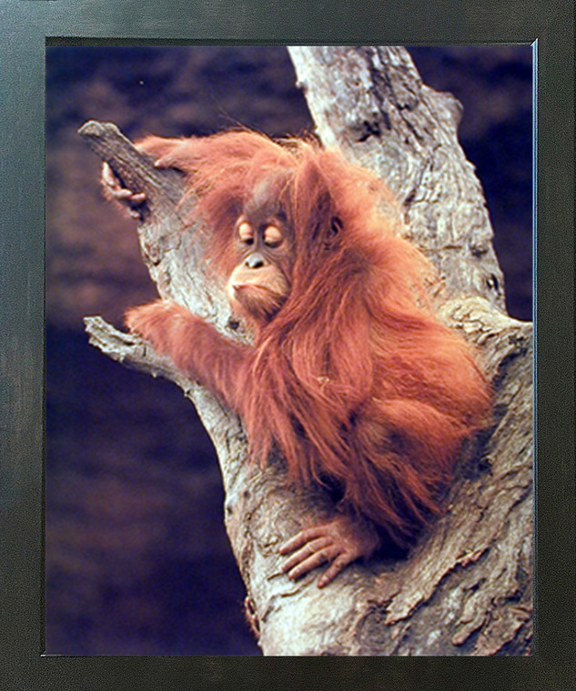 Orangutan Monkey Holding Tree Espresso Wildlife Framed Picture Art Print (20x24)