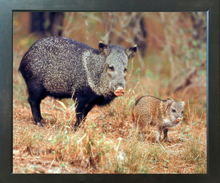 Wild Pig with Baby Animal Wall Decor Espresso Framed Picture Art Print (20x24)