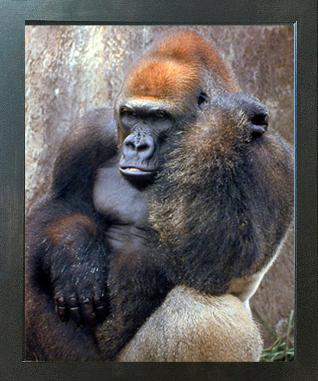 Lowland Gorilla Monkey Wild Animal Wall Decor Espresso Framed Picture Art Print (20x24)