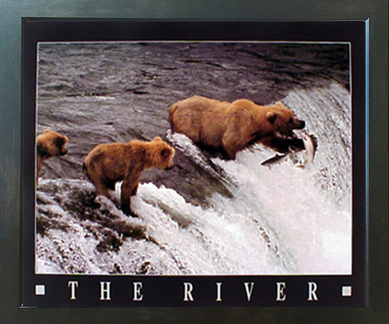 Grizzly Bears in the River Wildlife Espresso Framed Art Print Animal Picture (20x24)