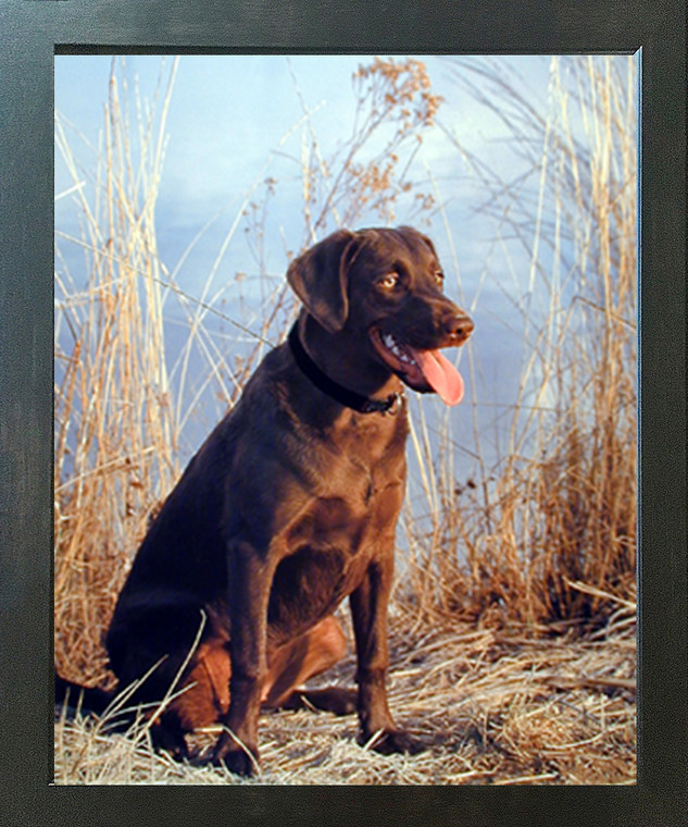 Chocolate Labrador Dog Cute Pet Animal Wall Decor Espresso Framed Art Print (20x24)