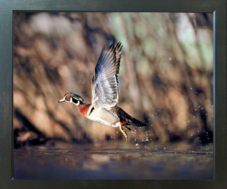 Wild Wood Duck Flying Bird Hunting Animal Wildlife Espresso Wall Decor Picture Framed Art Print (20x24)