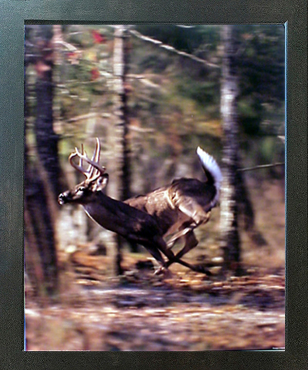 Wild Whitetail Buck Deer Running Animal Wall Decor Espresso Wildlife Framed Art Print Picture (20x24)