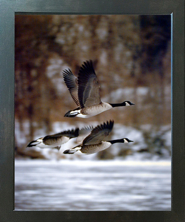 Canada Geese Bird In Flight  Animal Wall Decor Espresso Framed Picture Art Print (20x24)