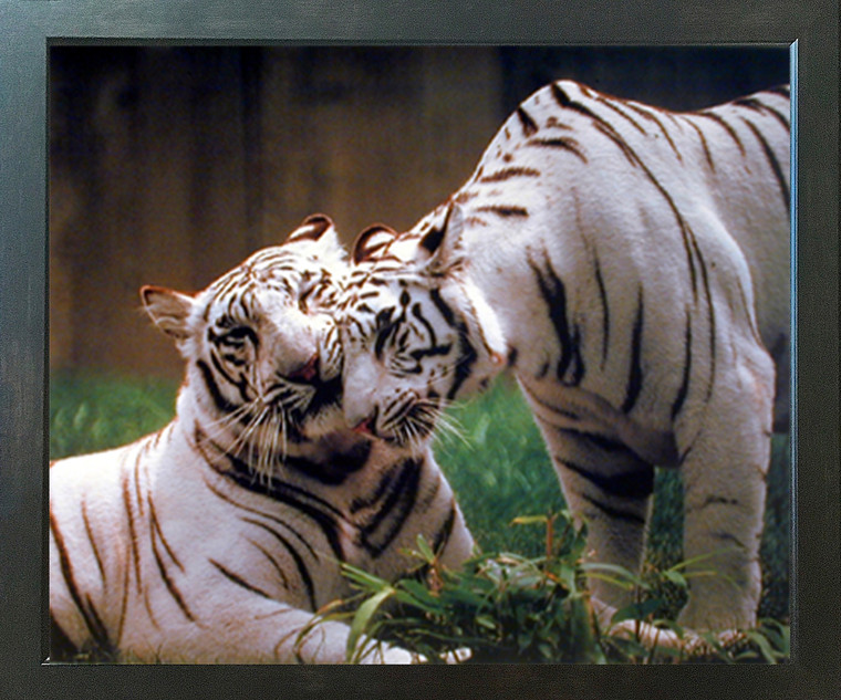 Pair of White Tiger Wildlife Animal Wall Espresso Framed Picture Art Print (20x24)