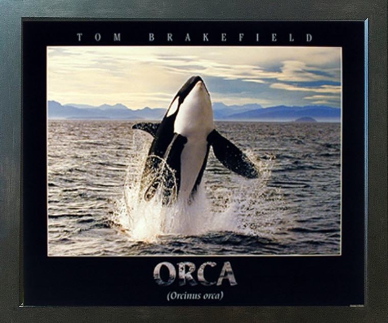 Breaching Orca Whale Ocean Animal Nature Wall Decor Espresso Framed Picture Wall Decor Art Print (20x24)