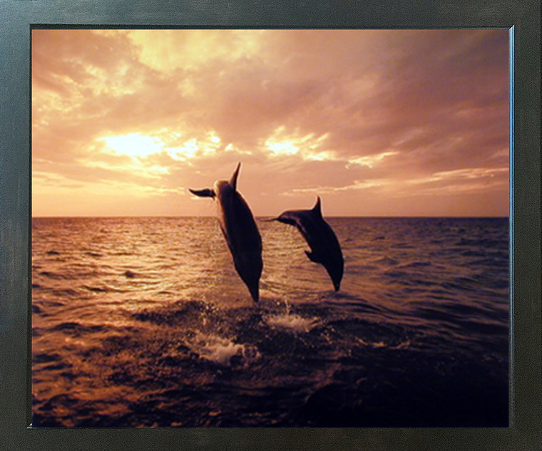 Dolphins Jumping in Ocean At Sunset Underwater Animal Picture Wall Decor Espresso Framed Art Print (20x24)