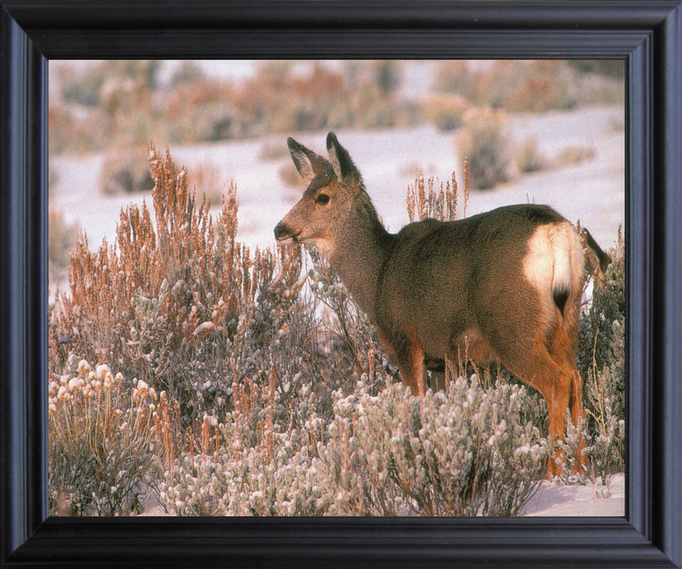 Large Mule Deer in Snow Wild Animal Hunting Wall Decor Black Framed Art Print Poster (19x23)