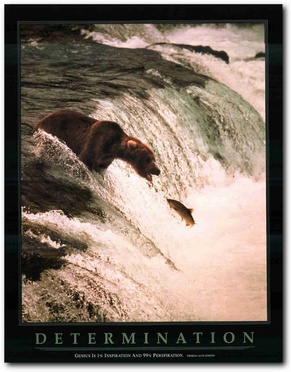 Wall Decoration Determination  Grizzly Bear In The River Wild Animal Art Print Poster (22x28)