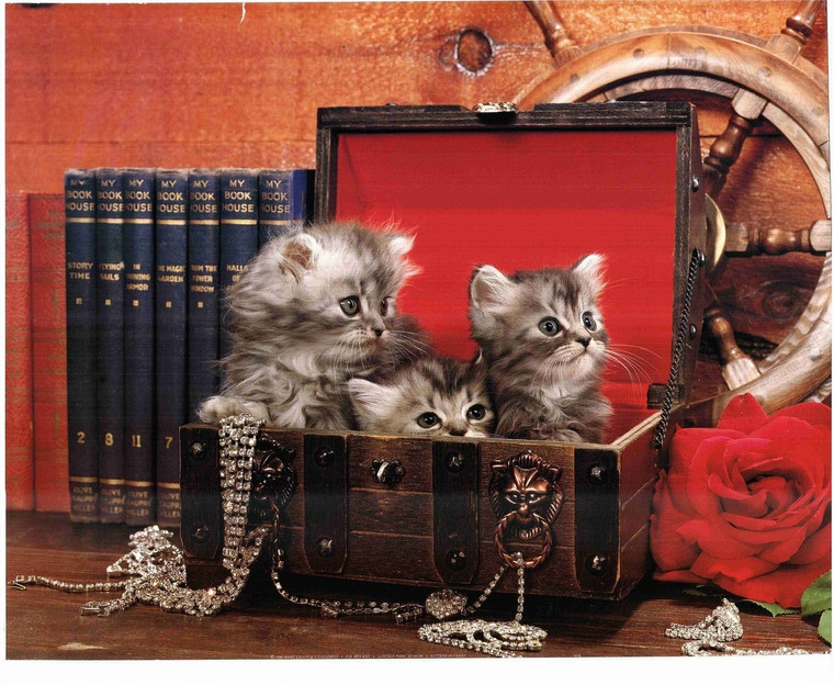 Three Cats in a Chest Poster