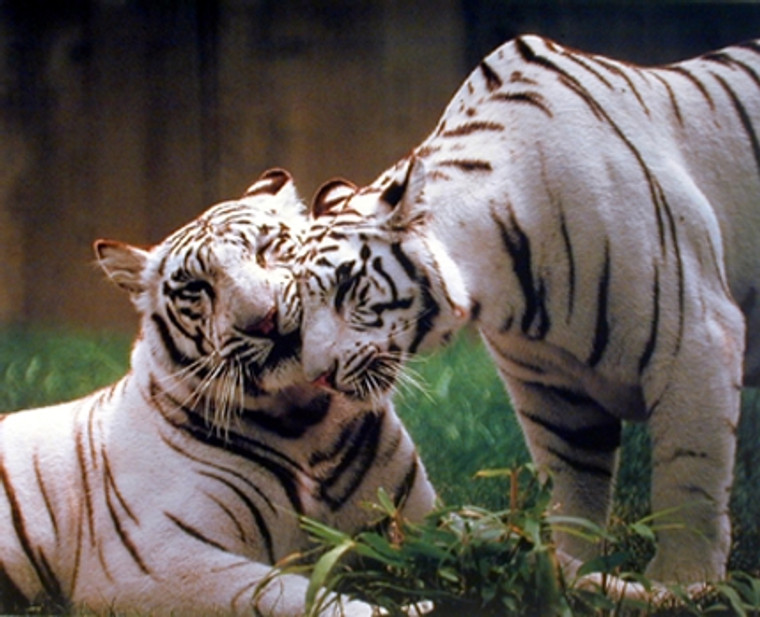 Pair of White Tiger Wildlife Animal Wall Decor Art Print Poster (16x20)