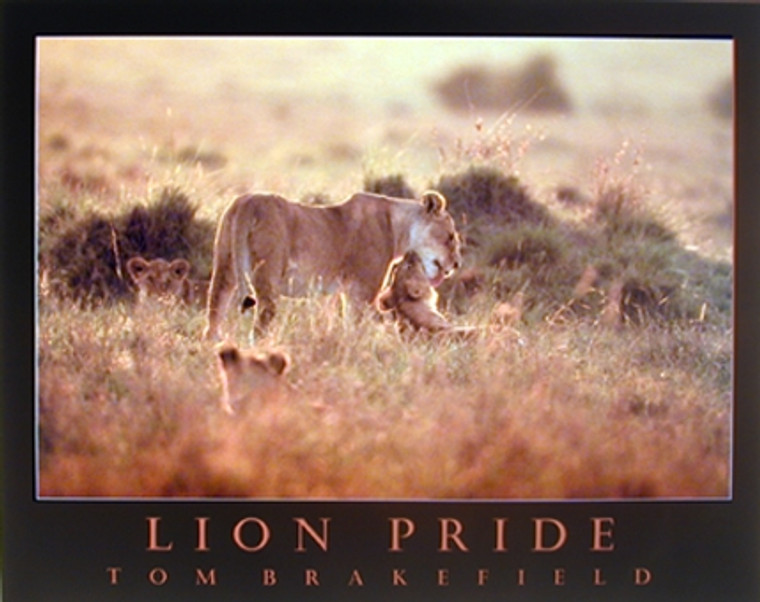 Lion Pride & Cubs Wild African Animal Art Print Wall Decor Poster (16x20)