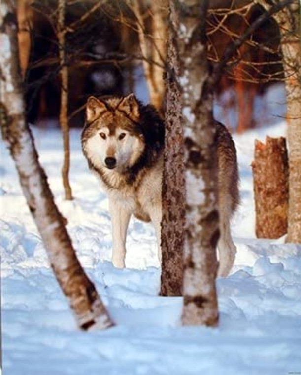 Grey Wolf in Snow Wildlife Animal Nature Wall Decor Picture Art Print (8x10)