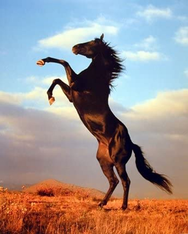 Wild Black Stallion Hore Rearing Animal Wall Decor Picture Art Print (8x10)